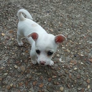 Meet your Posher, Irving